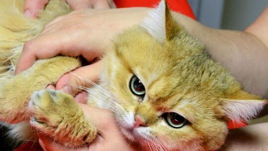 Katze beim Tierarzt