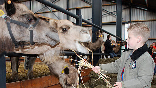 Dromedar statt Kuh: Kamelmilch aus Holland