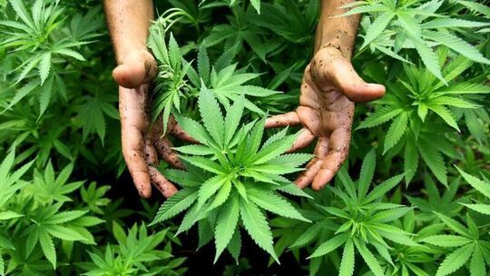 Cannabis