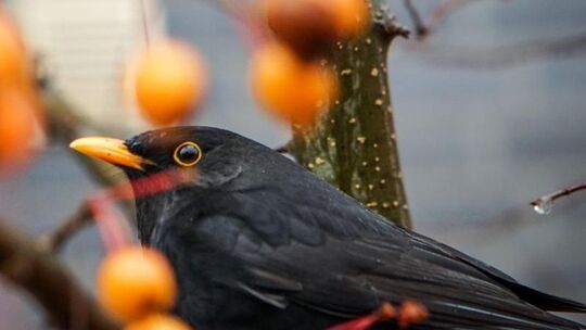 Amsel