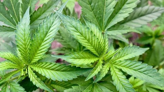 Cannabis-Pflanze