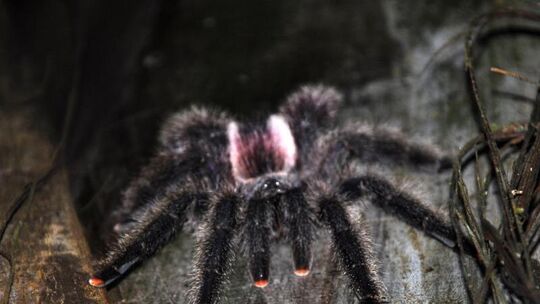 Spinne
