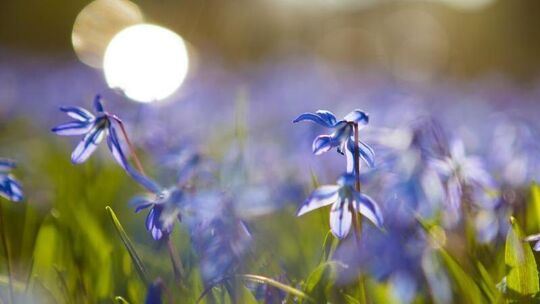 Frühling