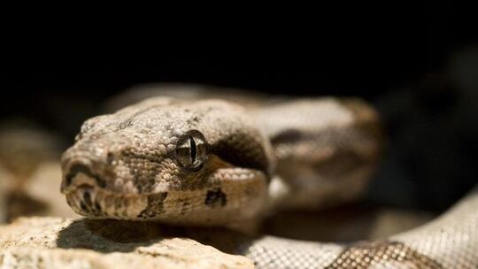 Boa Constrictor