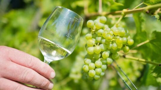 Wein