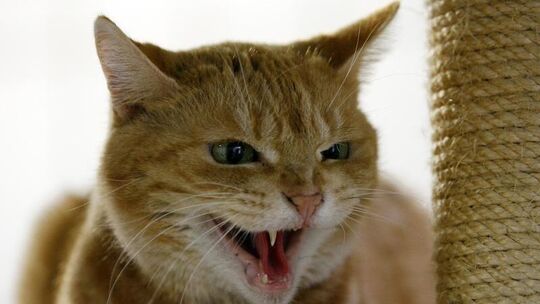 Katze