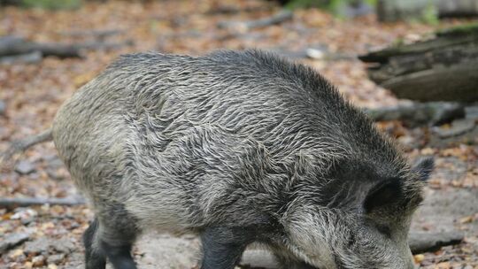 Wildschwein