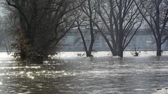 Hochwasser am Rhein