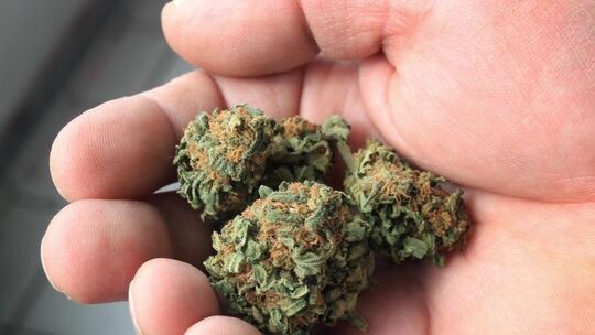 Ein Mann hält Cannabisblüten in der Hand