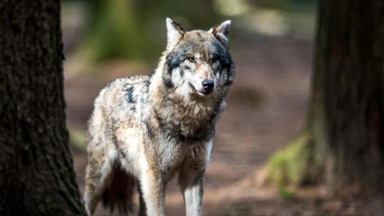 Wolf im Wildpark