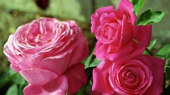Gärtnern mit Rosen