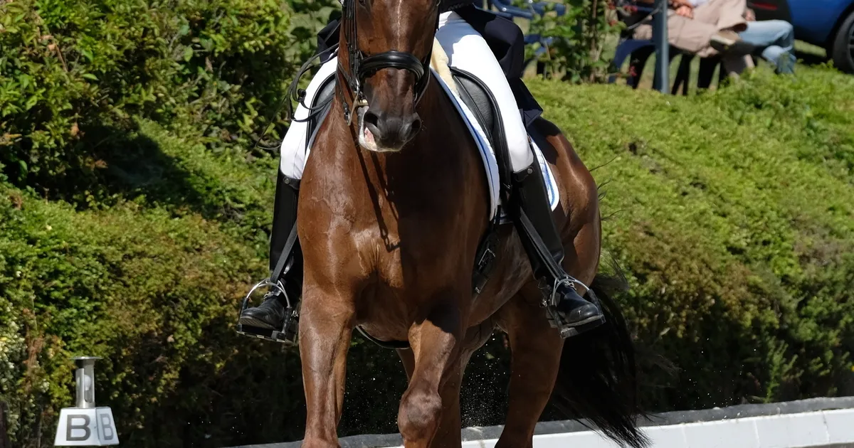 Pferdesport Drei Tage Sonnenschein in Kurtscheid Reiten Manfred