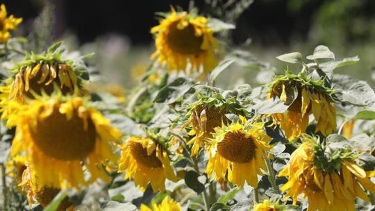 Zu viel Sonne für die Sonnenblumen Zu viel Sonne für die Sonnenblumen