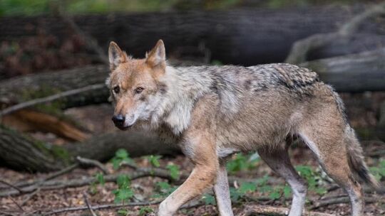 Wolf