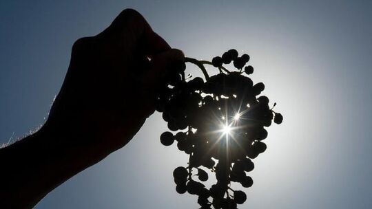 Trauben und Sonne