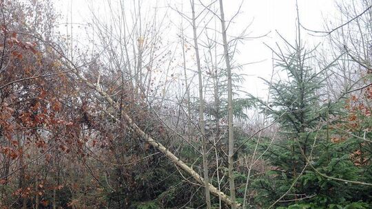 Wald