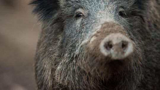 Wildschwein