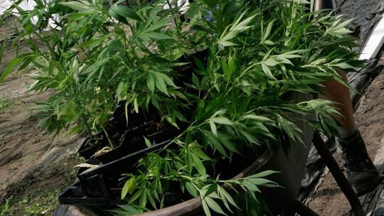 Polizei hebt Cannabis-Plantage aus
