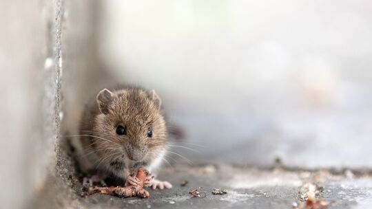 Maus