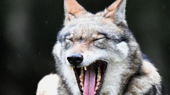 Wolf