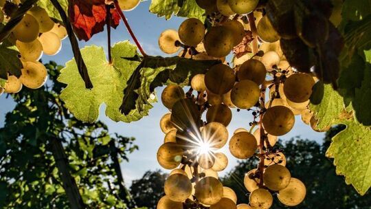 Riesling
