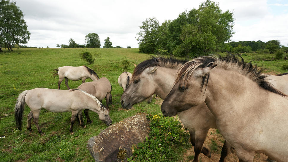 Unter anderem Konikpferde beweiden das Naturschutzgebiet auf dem ehemaligen Truppenübungsplatz Schmidtenhöhe.  Foto: dpa