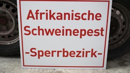 Afrikanische Schweinepest
