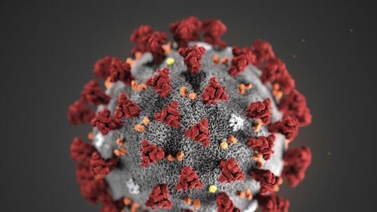 Eine Mikroskopaufnahme zeigt das Coronavirus