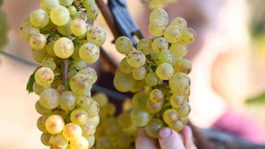 Weinrebe