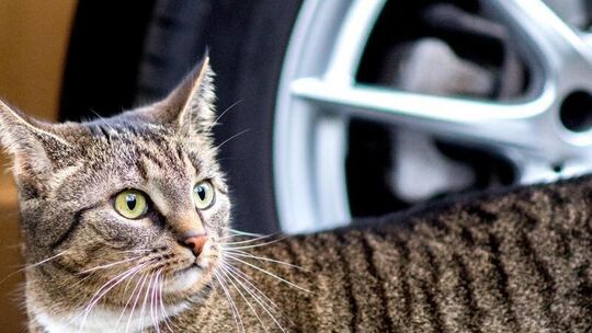 Katze auf der Jagd