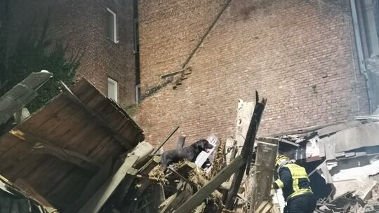 Trümmerhund im Einsatz