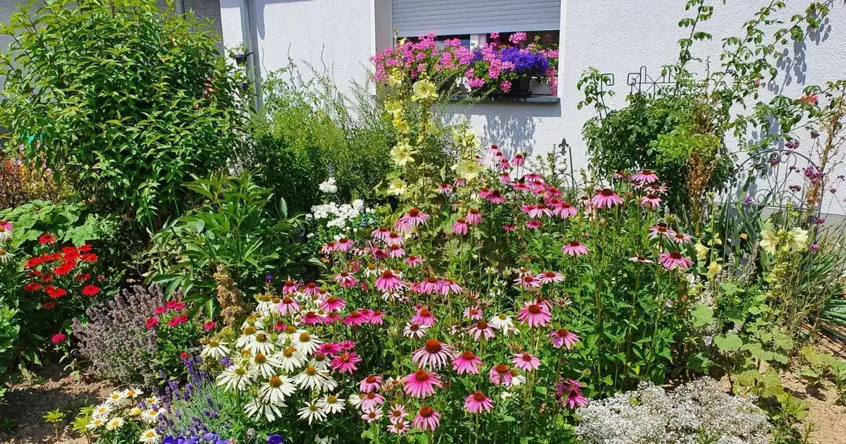 Eine Einladung für Insekten Schönster im Kreis ist in