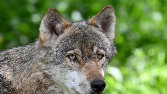 Wolf