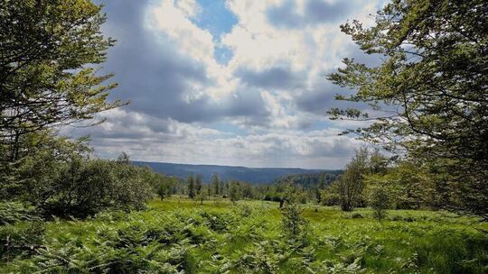 Hochmoor