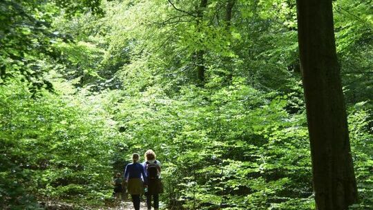 Wald