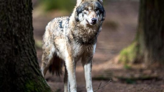 Wolf