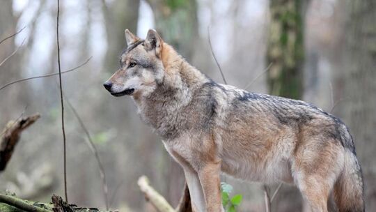Wolf