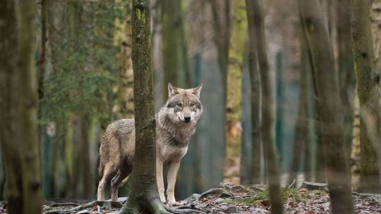 Wolf in Tierpark