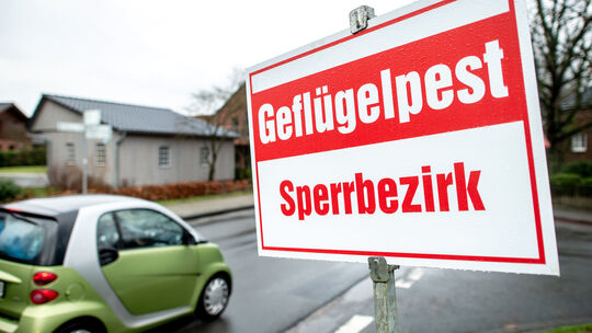 Geflügelpest in Niedersachsen