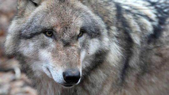 Wolf