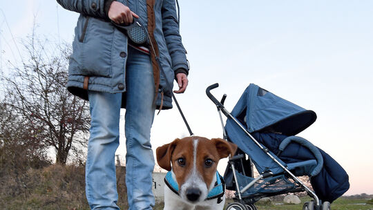 Hundesteuer