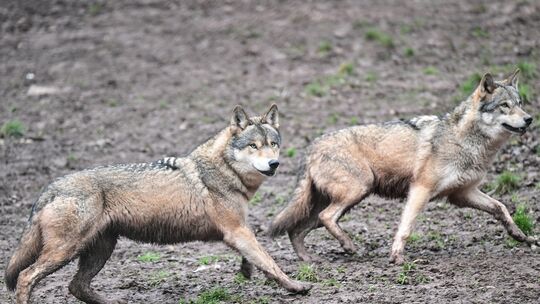 Wölfe im Tierpark Tripsdrill