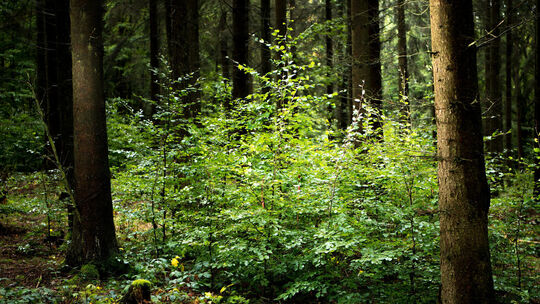 Auswirkung Klimawandel auf den Wald