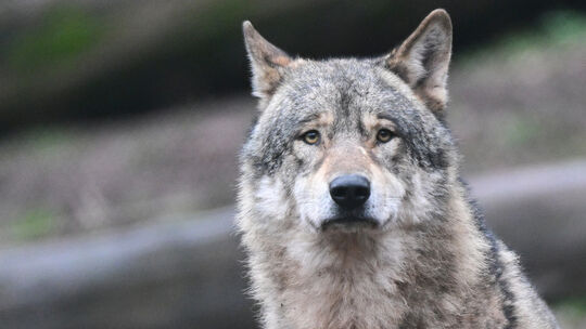 Wölfe im Tierpark Tripsdrill