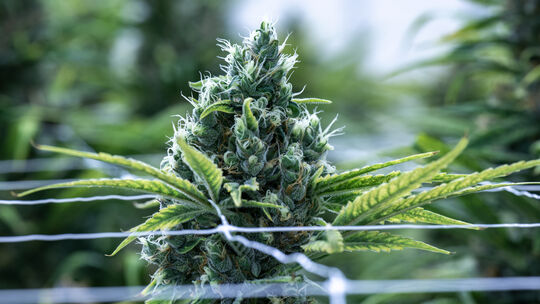 Cannabis-Produktion in Deutschland