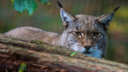 Luchs