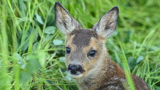 Mit Drohne und Wärmebildkamera auf der Suche nach Bambi