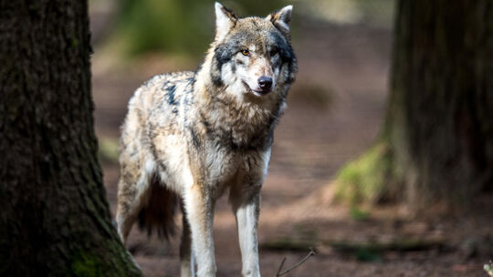 Wolf im Wildpark
