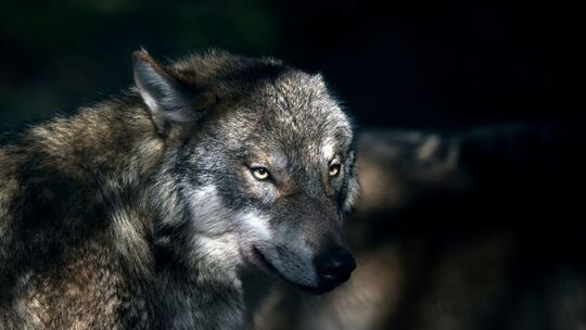 Wolf