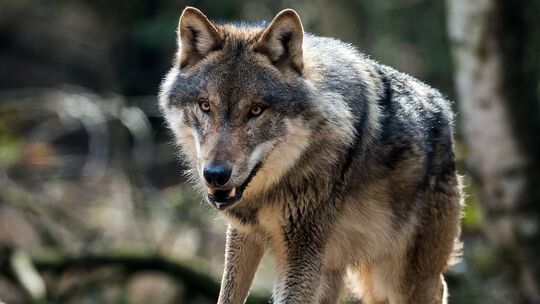 Wolf